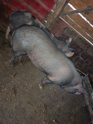 Porci de vânzare  - imagine 5