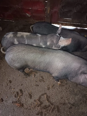 Porci de vânzare  - imagine 4