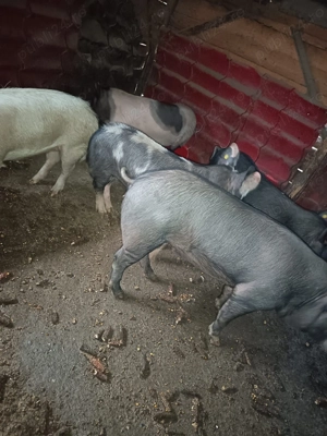 Porci de vânzare  - imagine 2