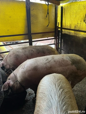 vand porci pentru craciun - imagine 5