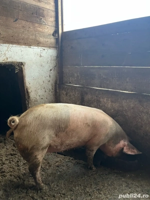 vand porci pentru craciun