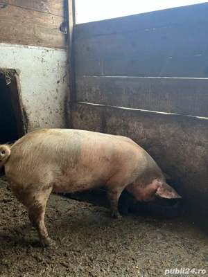 vand porci pentru craciun - imagine 2