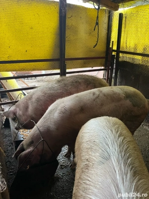 vand porci pentru craciun - imagine 4