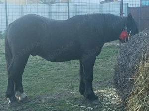 Vând armăsar de 1 an jumate  - imagine 2