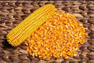 Porumb de vânzare din anul 2025