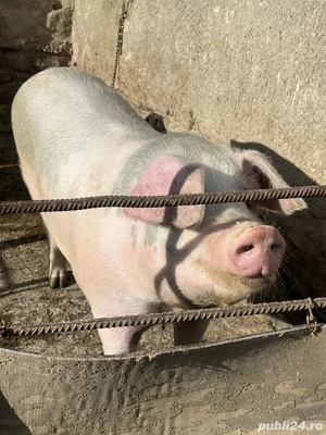 Porc pentru sacrificat 