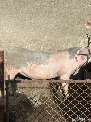 Porc pentru sacrificat  - imagine 2