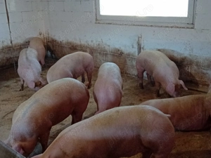 Vand porci  - imagine 2