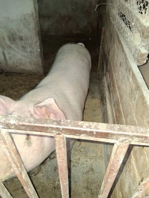 Porci grasi între 160 200kg - imagine 2