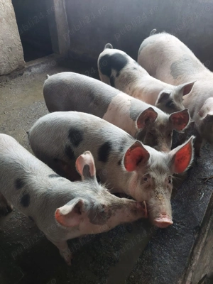 Vând porci 12 lei kg - imagine 2