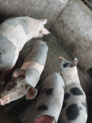 Vând porci 12 lei kg - imagine 3