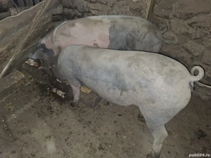 vand doi porci ! - imagine 3