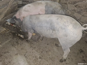 vand doi porci ! - imagine 2