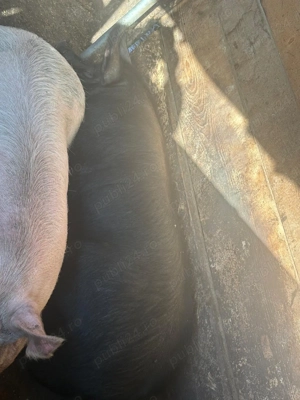 Vând porc 250 kg - imagine 2