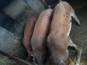 Vand porci grăsuni crescuți în gospodărie ideali pentri rotisor! - imagine 2