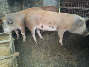 Vand porci grăsuni crescuți în gospodărie ideali pentri rotisor! - imagine 3