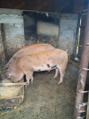 Vand porci grăsuni crescuți în gospodărie ideali pentri rotisor!