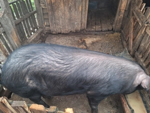 Vând porc de sacrificat  - imagine 3