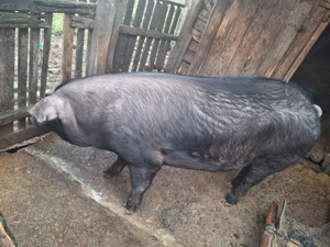 Vând porc de sacrificat  - imagine 2