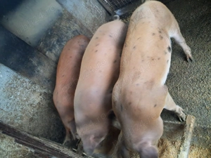 Vand porci grăsuni crescuți în gospodărie ideali pentri rotisor! - imagine 5