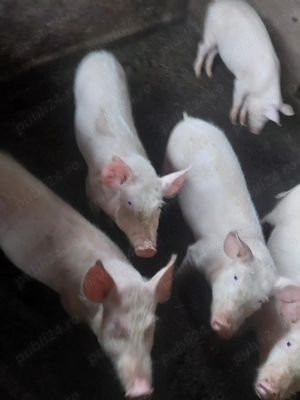 Vând purcei 40 kg - imagine 2