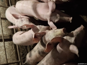 Vând șoldani 30-40 kg - imagine 3