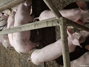 Vând șoldani 30-40 kg - imagine 4