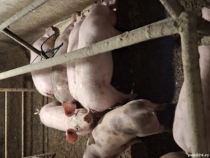 Vând șoldani 30-40 kg - imagine 2