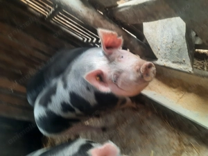 Porc  de vinzare pt masa de Crăciun  - imagine 2