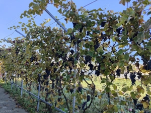 Vand casa la tara - imagine 11