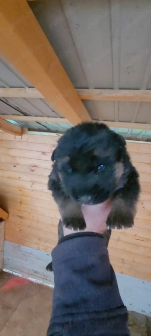 Catei ciobanesc german - imagine 4