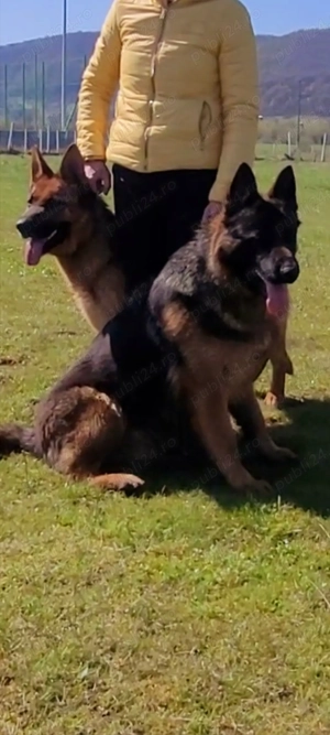 Catei ciobanesc german - imagine 2