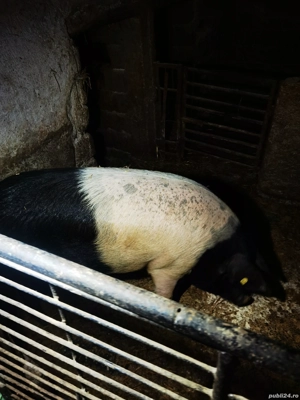 Vand porc - imagine 2