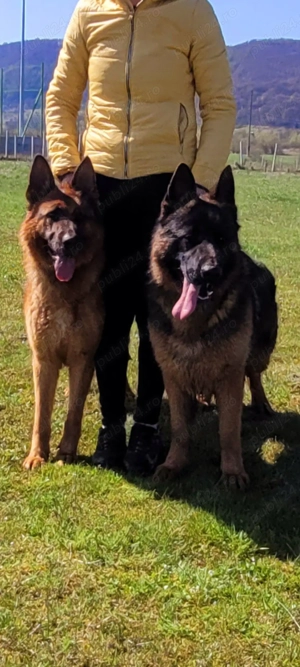 Catei ciobanesc german - imagine 3