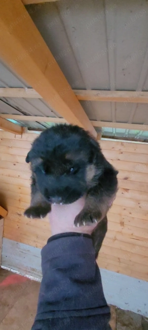 Catei ciobanesc german - imagine 5