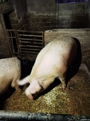 Vand porc - imagine 3