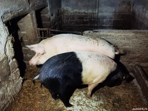 Vand porc - imagine 4