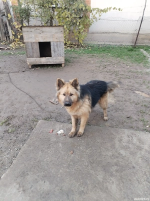 Donez lup din mamă lup german și tată lup alb are vârsta de un an și trei luni  - imagine 3