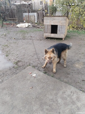 Donez lup din mamă lup german și tată lup alb are vârsta de un an și trei luni  - imagine 4