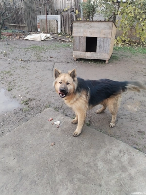 Donez lup din mamă lup german și tată lup alb are vârsta de un an și trei luni  - imagine 2