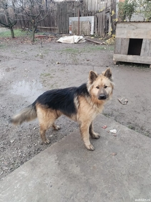 Donez lup din mamă lup german și tată lup alb are vârsta de un an și trei luni  - imagine 5