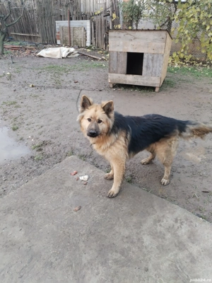 Donez lup din mamă lup german și tată lup alb are vârsta de un an și trei luni 