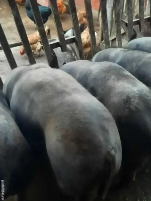 Porci de vânzare  - imagine 3