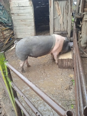 Vier pietrean pentru monta  - imagine 2