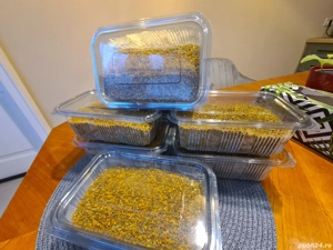 Polen crud poliflor din recolta 2025  - imagine 5