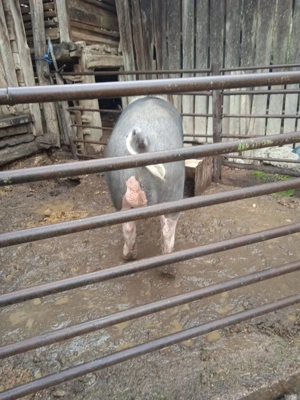 Vier pietrean pentru monta  - imagine 3