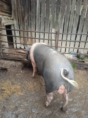 Vier pietrean pentru monta 