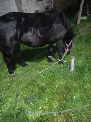 Vand Armasar - imagine 2