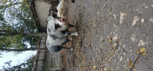 Porc de vanzare ,in jur de 300kg - imagine 2