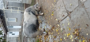 Porc de vanzare ,in jur de 300kg - imagine 3